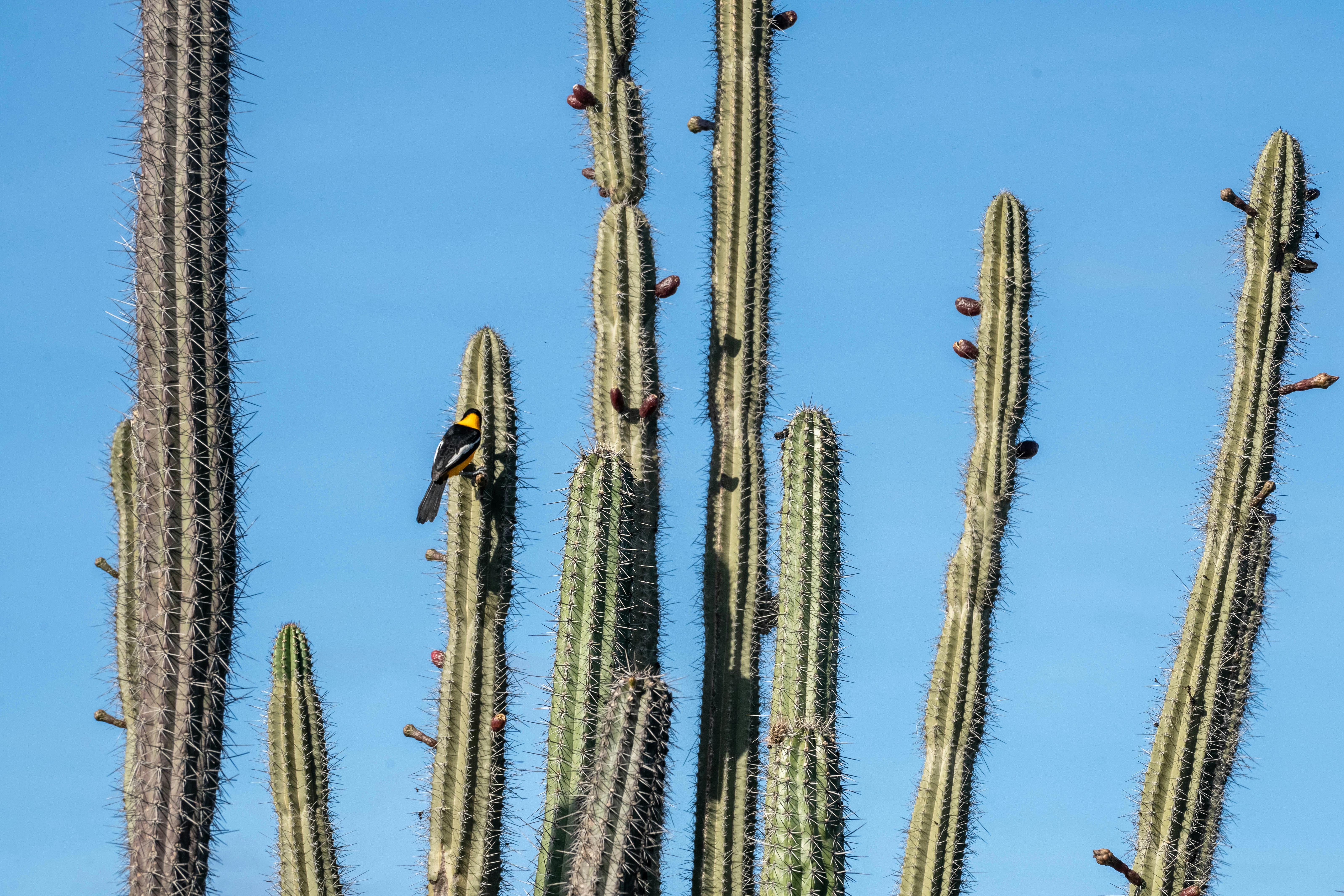 Cacti and a bird