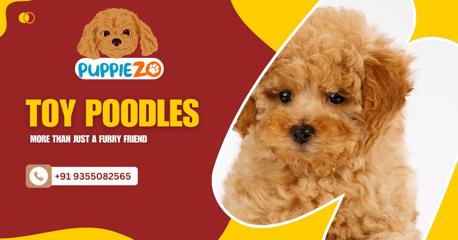 Unveiling the Charm of Toy Poodles: More than Just a Furry Friend