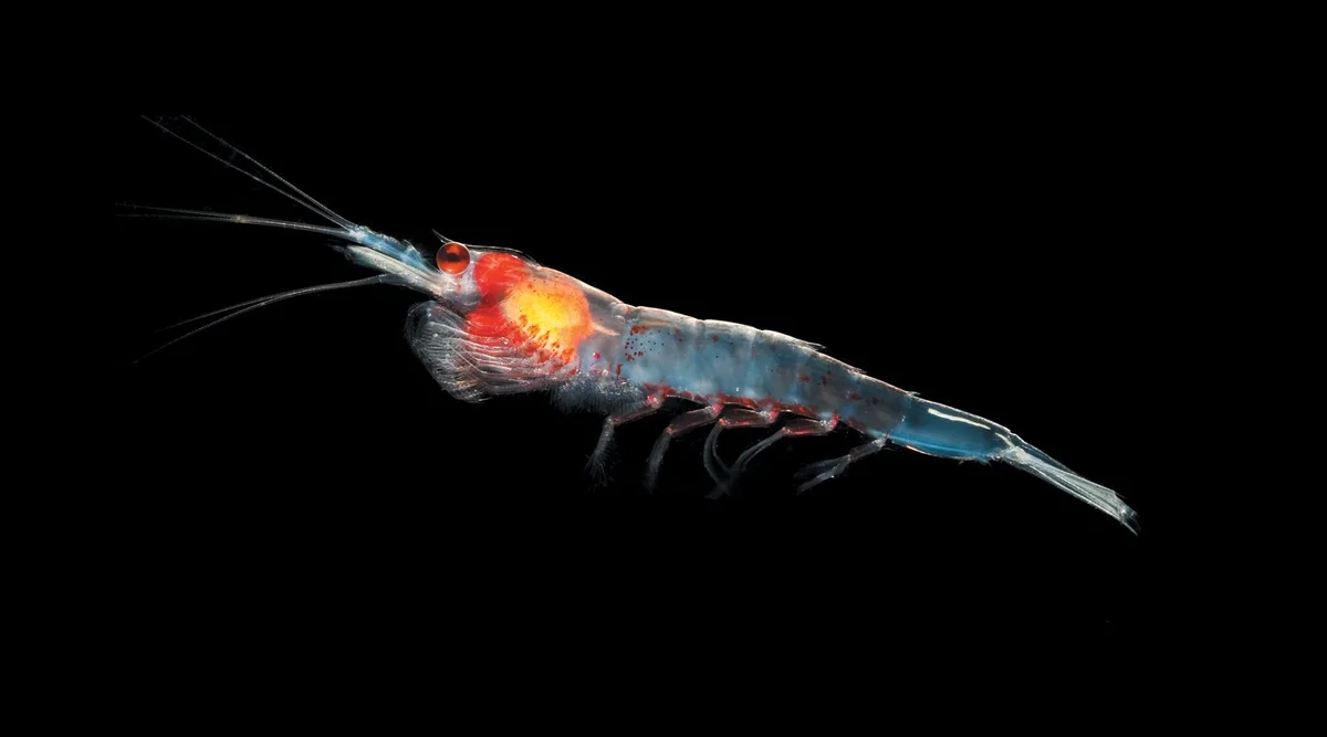 Swarm Intelligence Series : Krill Herd Optimization Algorithm