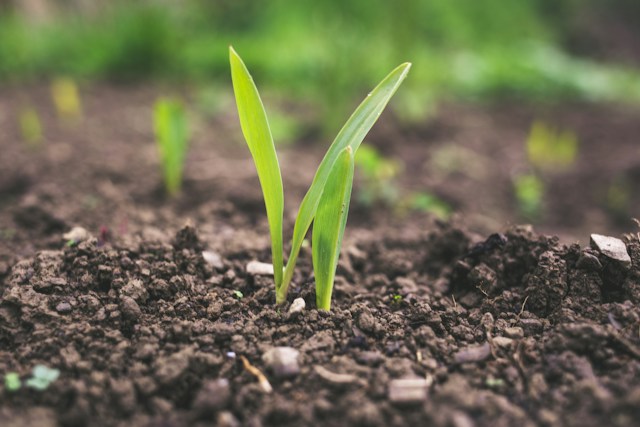Maximizing Agricultural Productivity: Innovations Shaping the Future of Farming