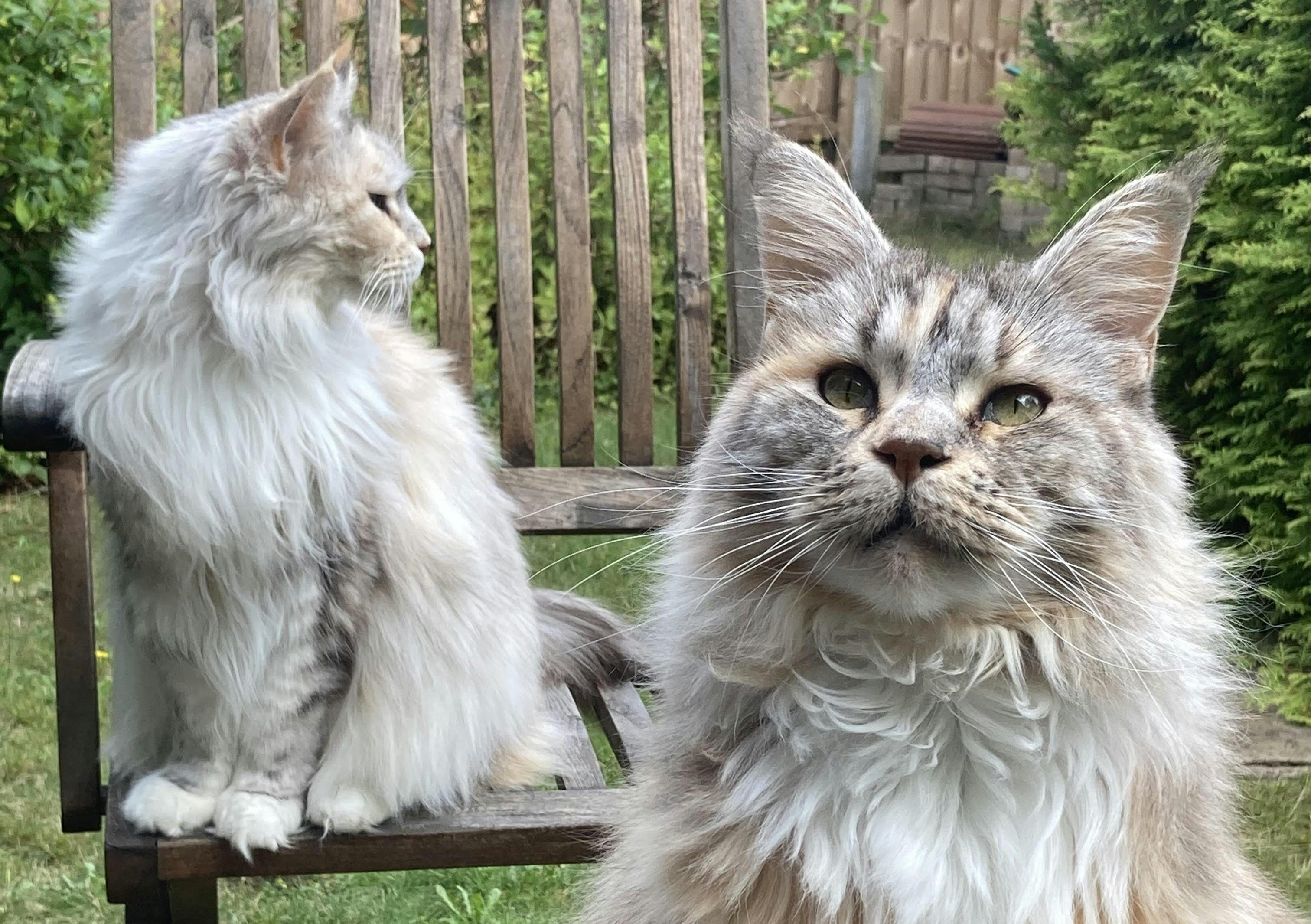 Two mainecoon cats in a garden.