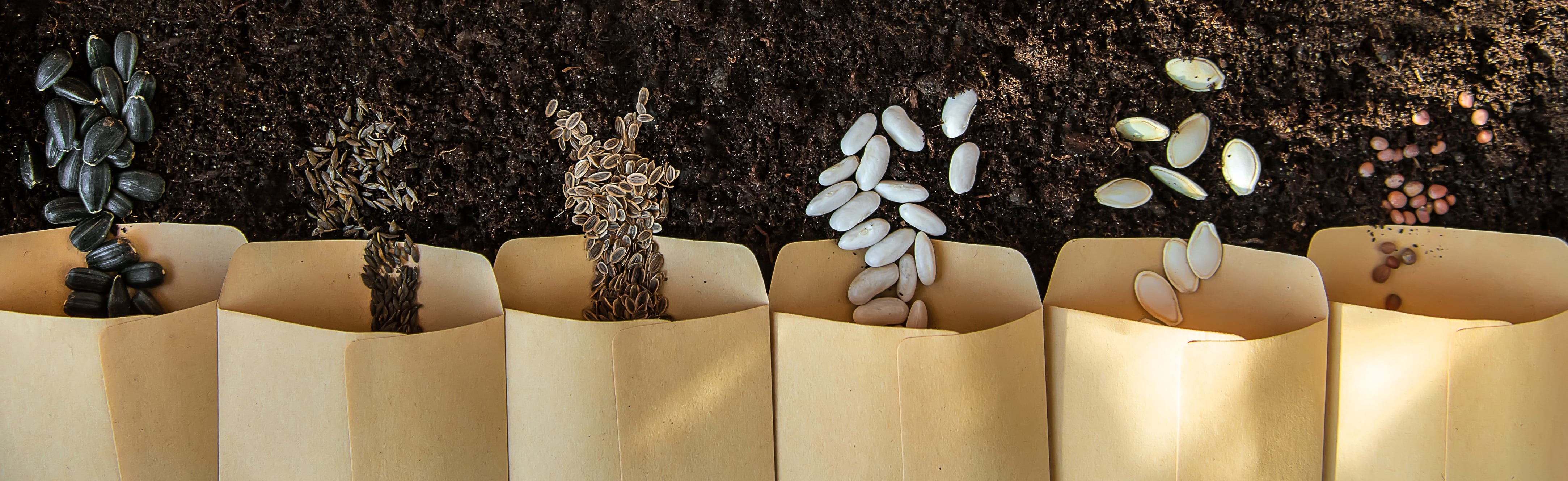 How Do Seeds Develop? A Detailed Exploration