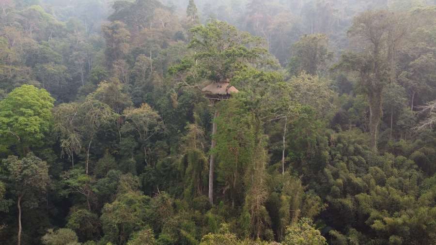 domek-bardzo-wysoko-na-drzewie-dżungla