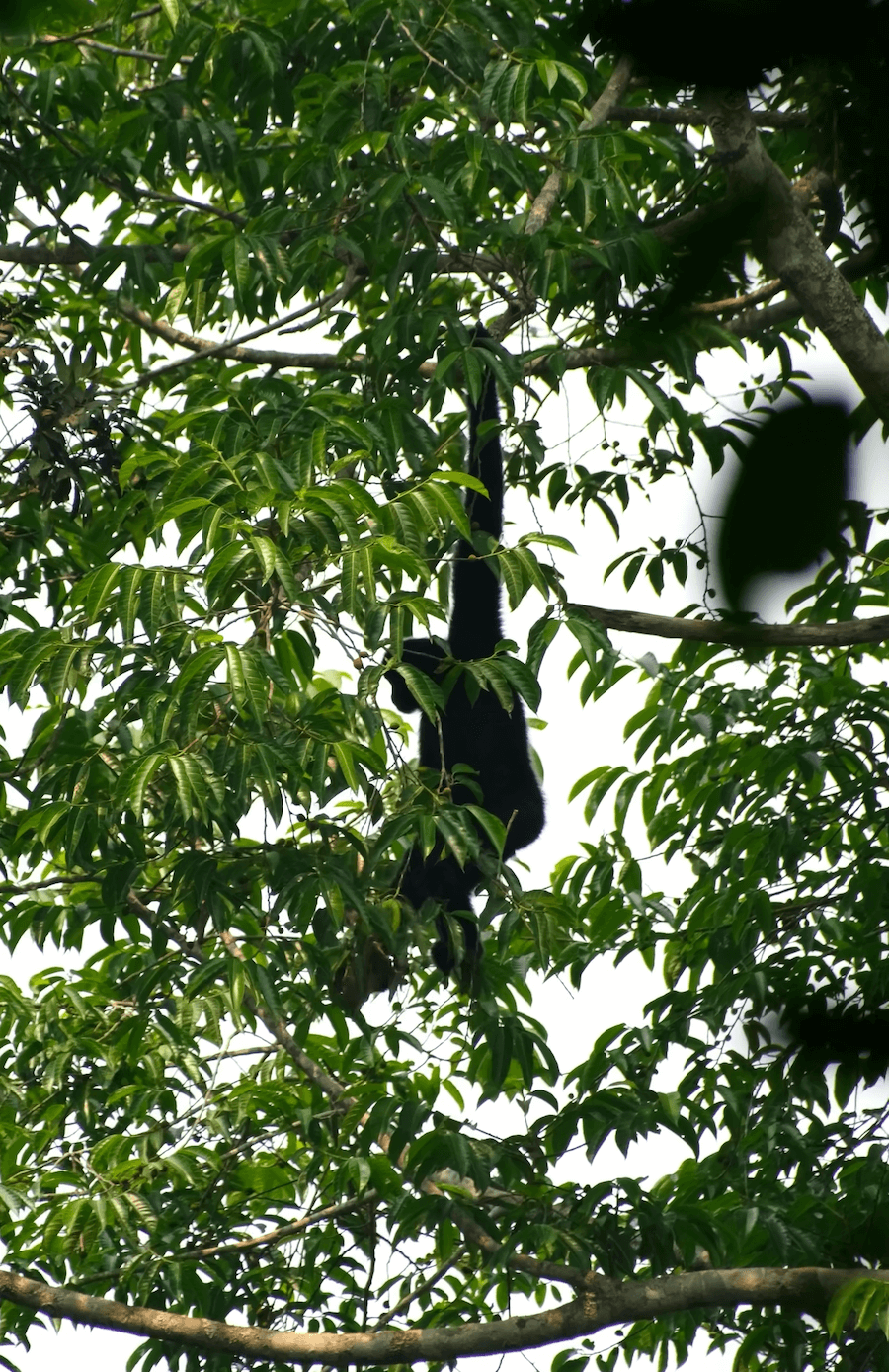 samiec-gibbona-laotaskiego-zwisa-na-jednej-rce-na-gazi