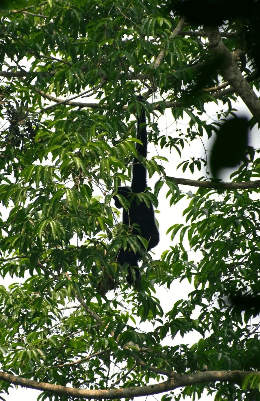 samiec-gibbona-laotańskiego-zwisa-na-jednej-ręce-na-gałęzi