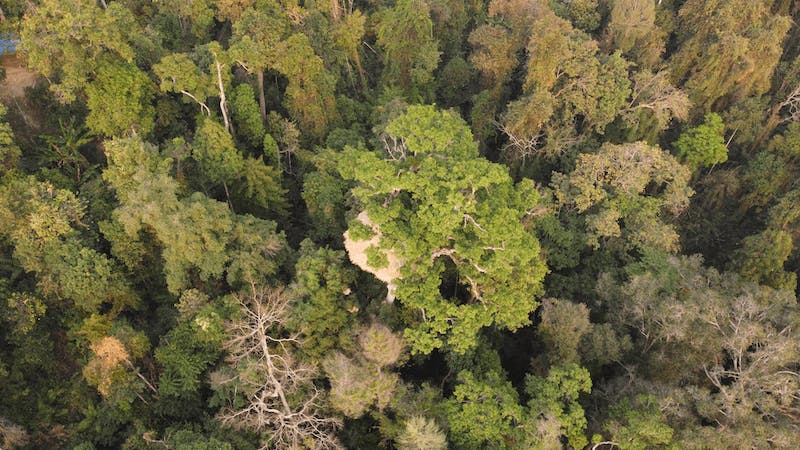 domek-na-drzewie-widok-z-drona-dobrze-ukryty-w-dżungli