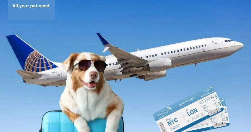 Aeromexico pet policy