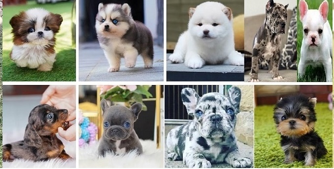 Dogs and Puppies for sale.jpg