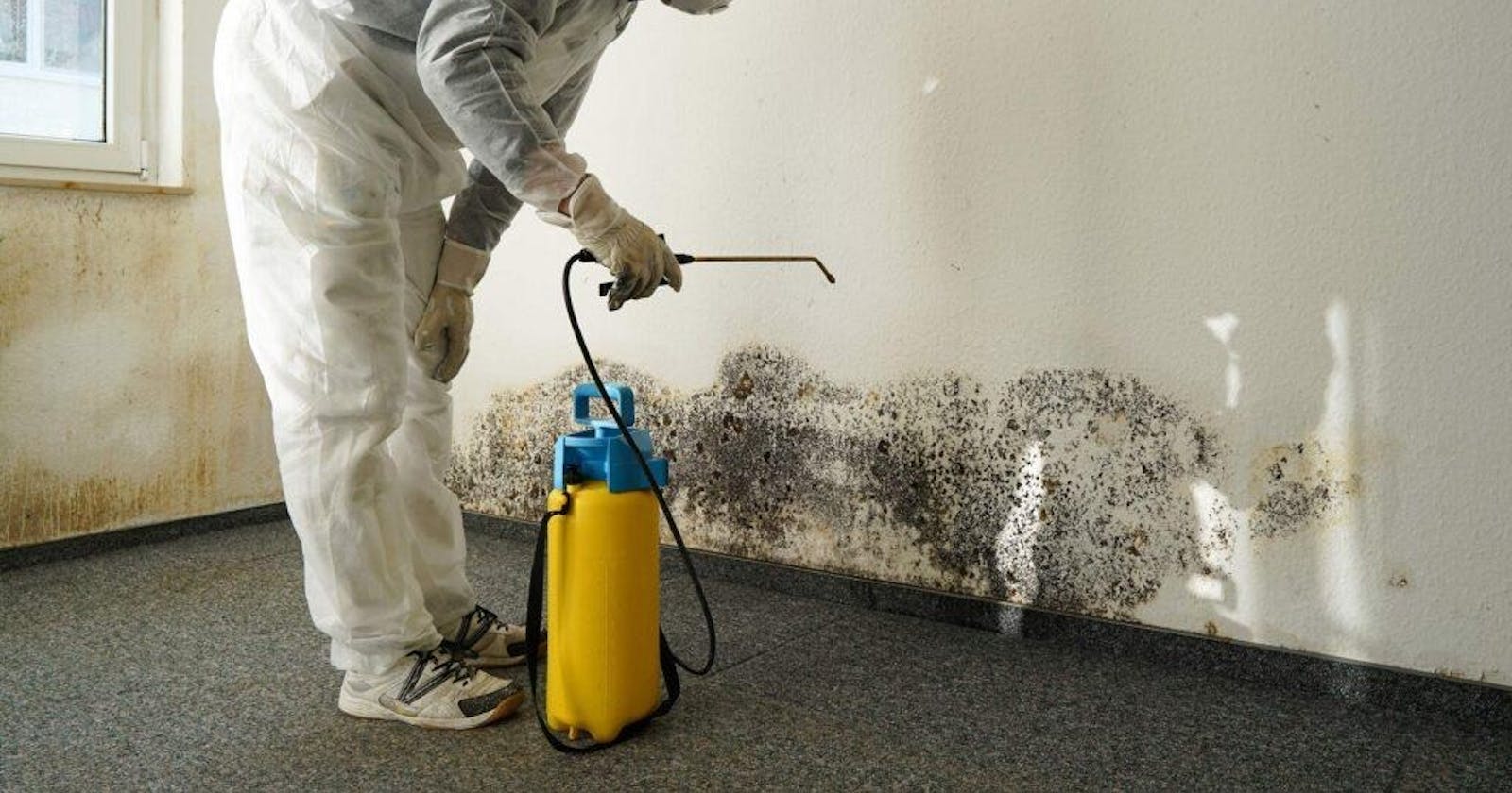 Which Is The Best For Mould Removal: DIY Or Professional Assistance?