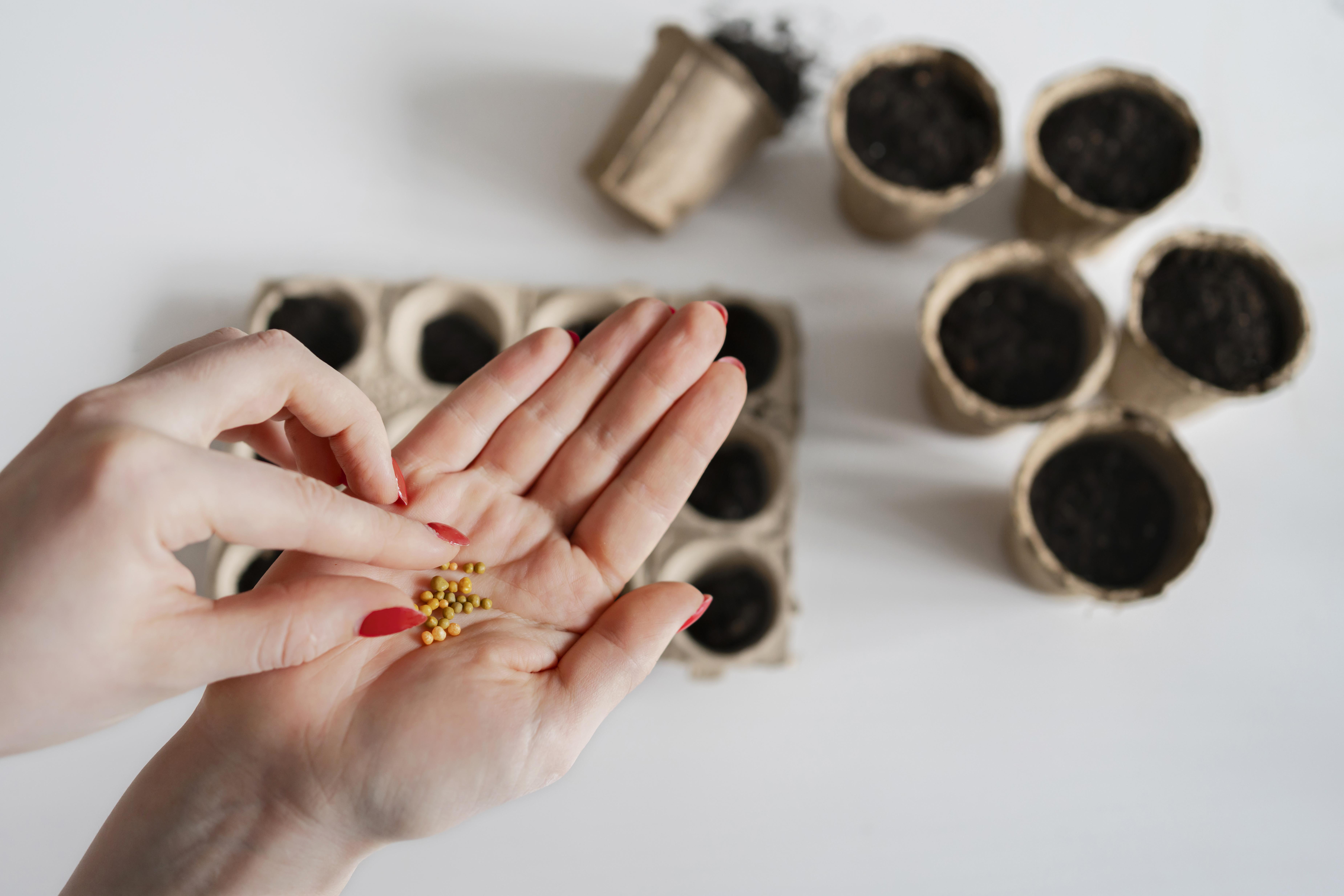 The Role of Seed Banks in Conservation and Agricultural Sustainability
