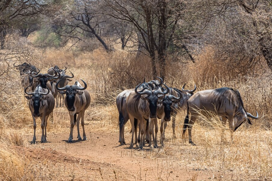 Find The Best East Africa Safari Tours and Holiday Packages