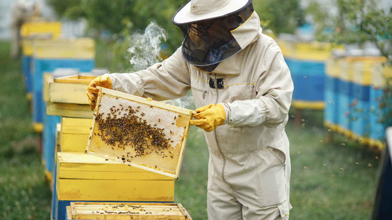 The Sovereign of the Hive: Exploring the Majesty of the Queen Bee