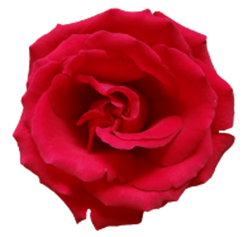 Mawar Merah's photo