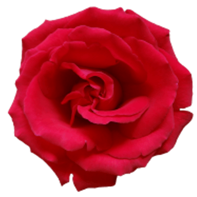 Mawar Merah
