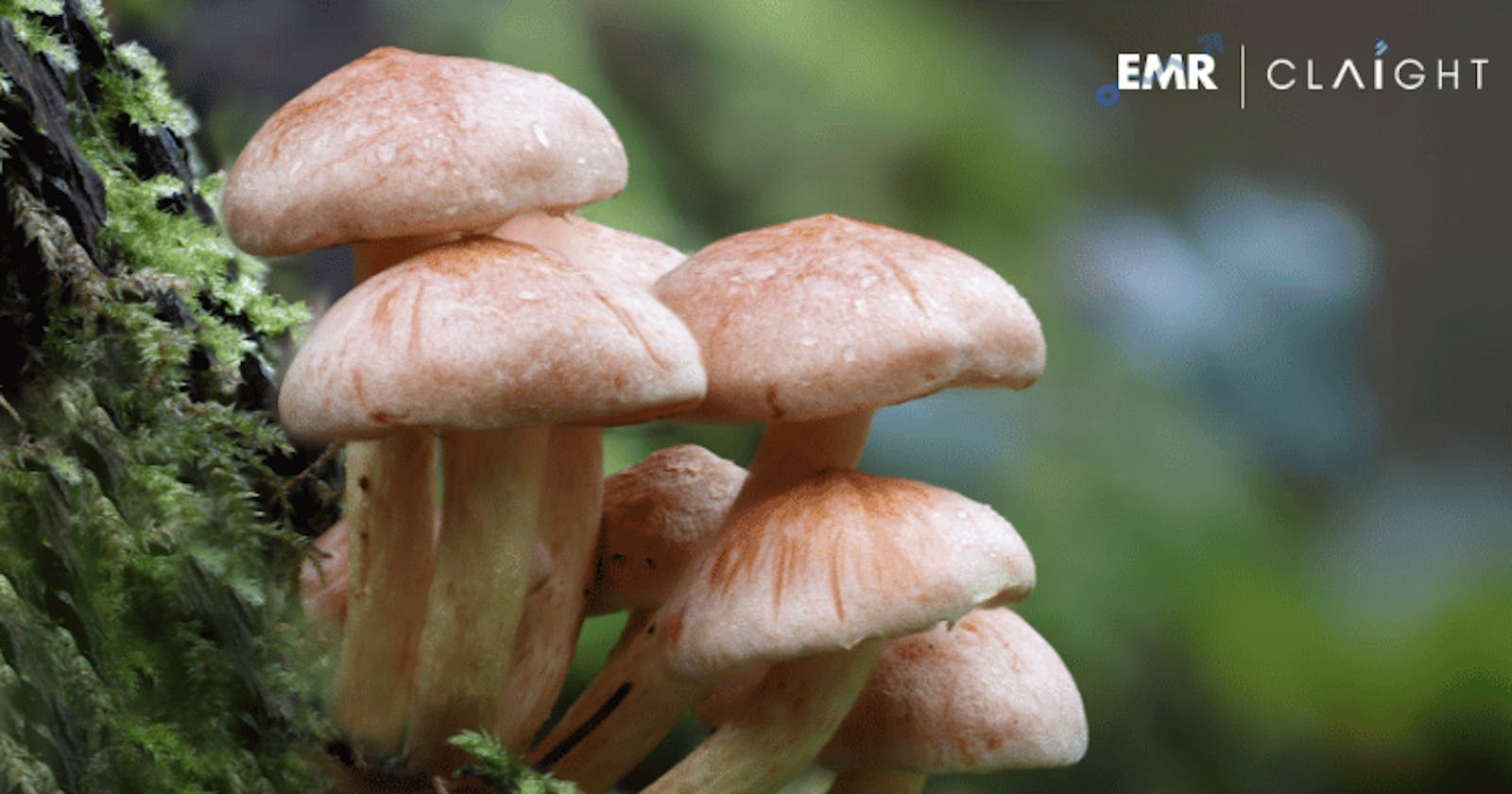 Exploring the Growth and Potential of the Argentina Mushroom Market