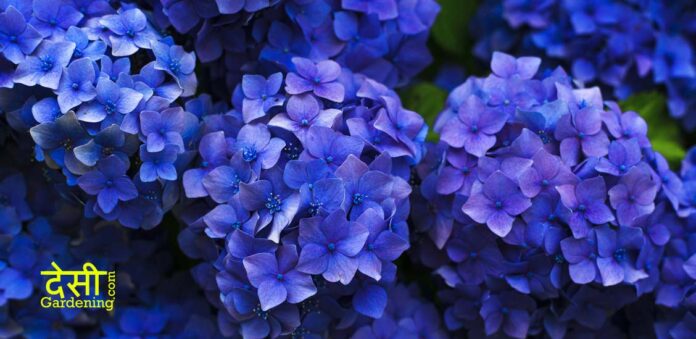 Exploring the Enchanting World of Beautiful Blue Flowers