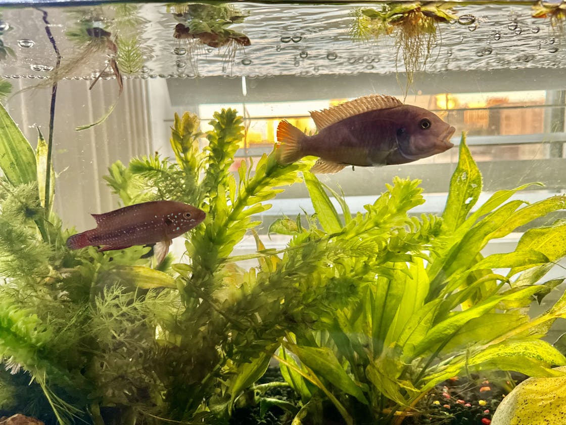 Cichlids: A Journey Through Ignorance, Growth, and Dunning-Kruger