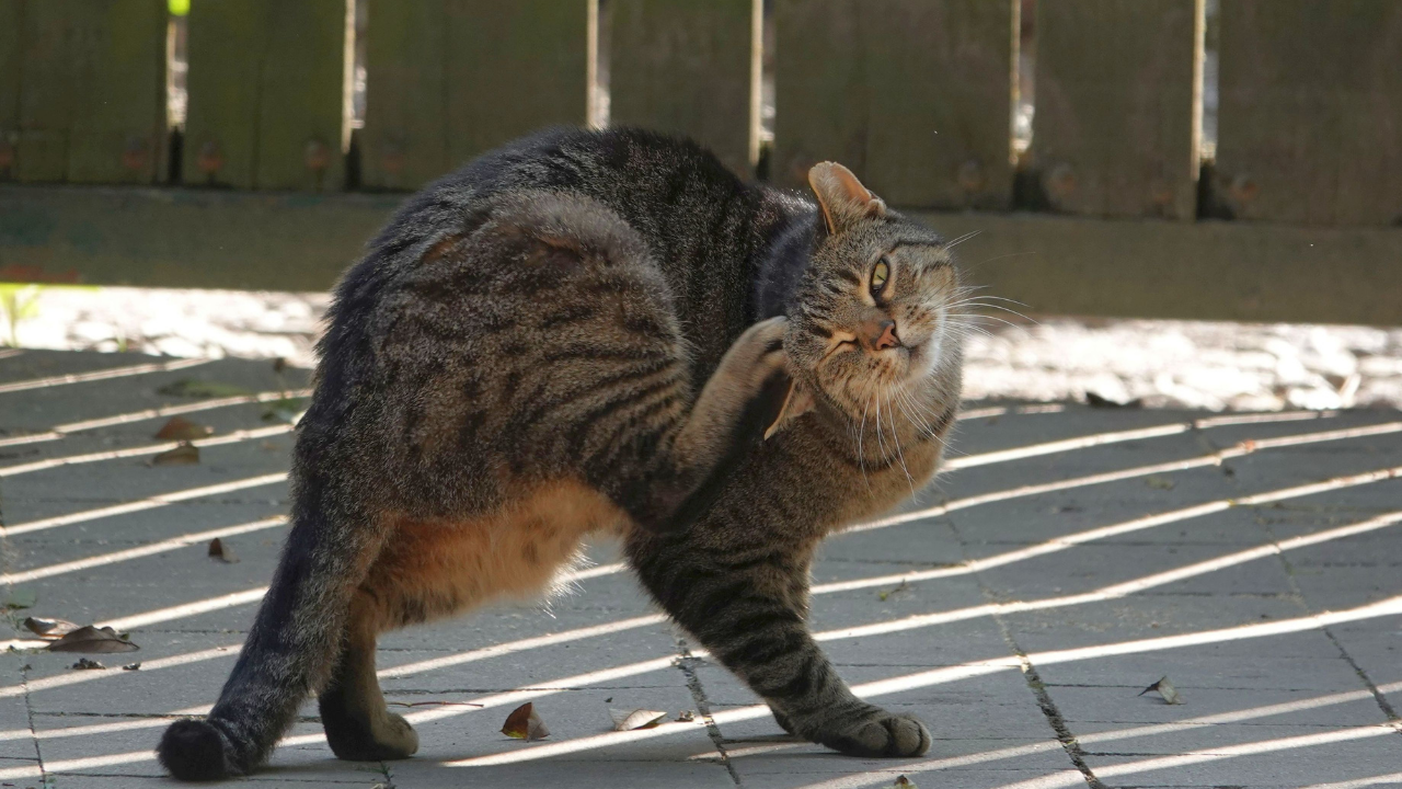 Arka ayakları üzerinde duran ve sırtını kaşıyan bir kedi