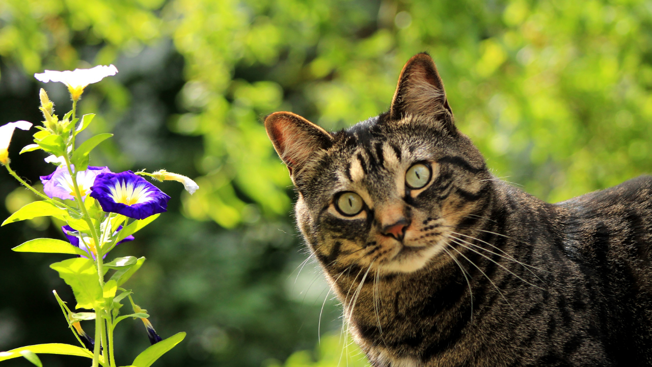 Meraklı bir kedi, ilkbahar mevsiminde bir çiçekle