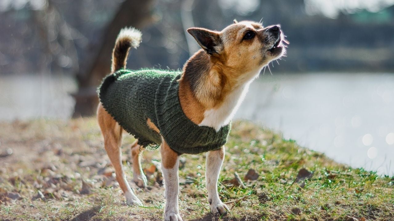 Yeşil kazak giymiş köpek, çimlerin üzerinde duruyor ve havlıyor.