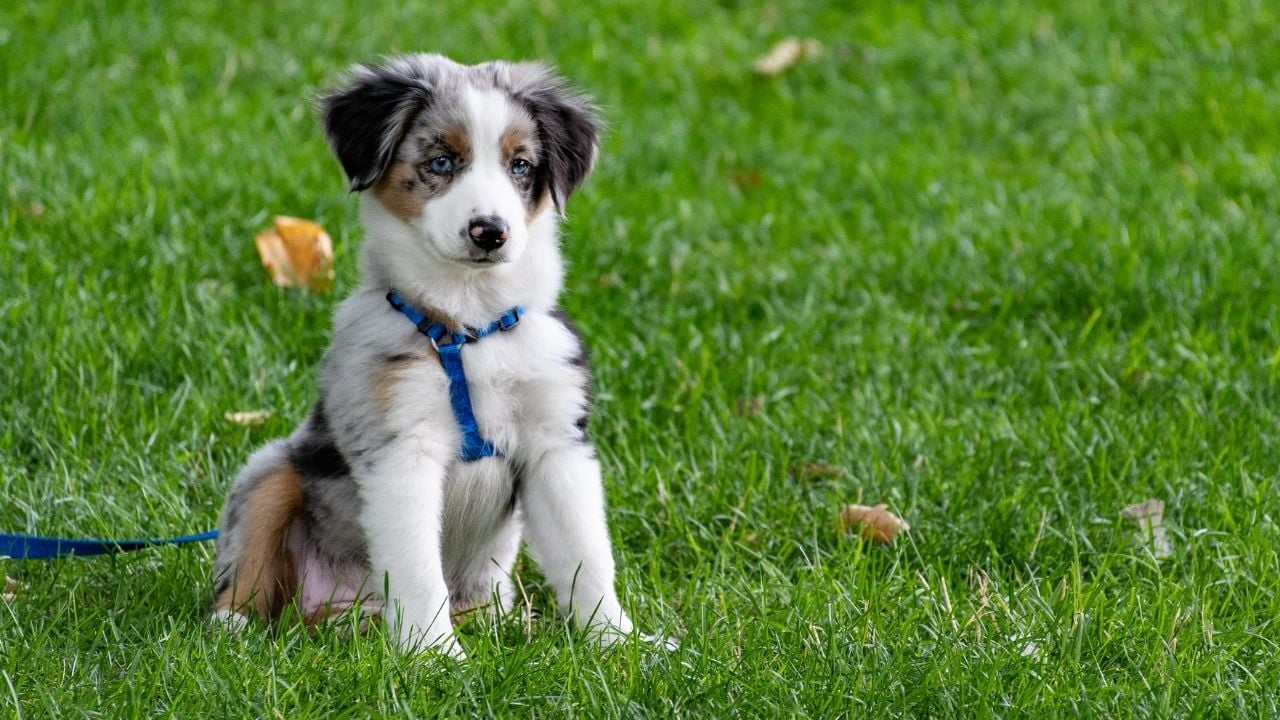 Mavi gözlü sevimli küçük bir köpek.