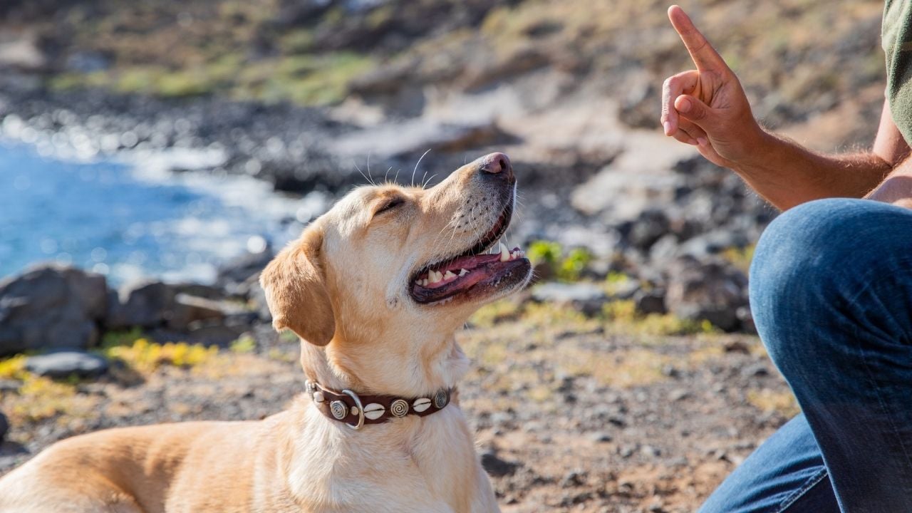 Adam, yerdeki köpeğine parmağıyla işaret ediyor.