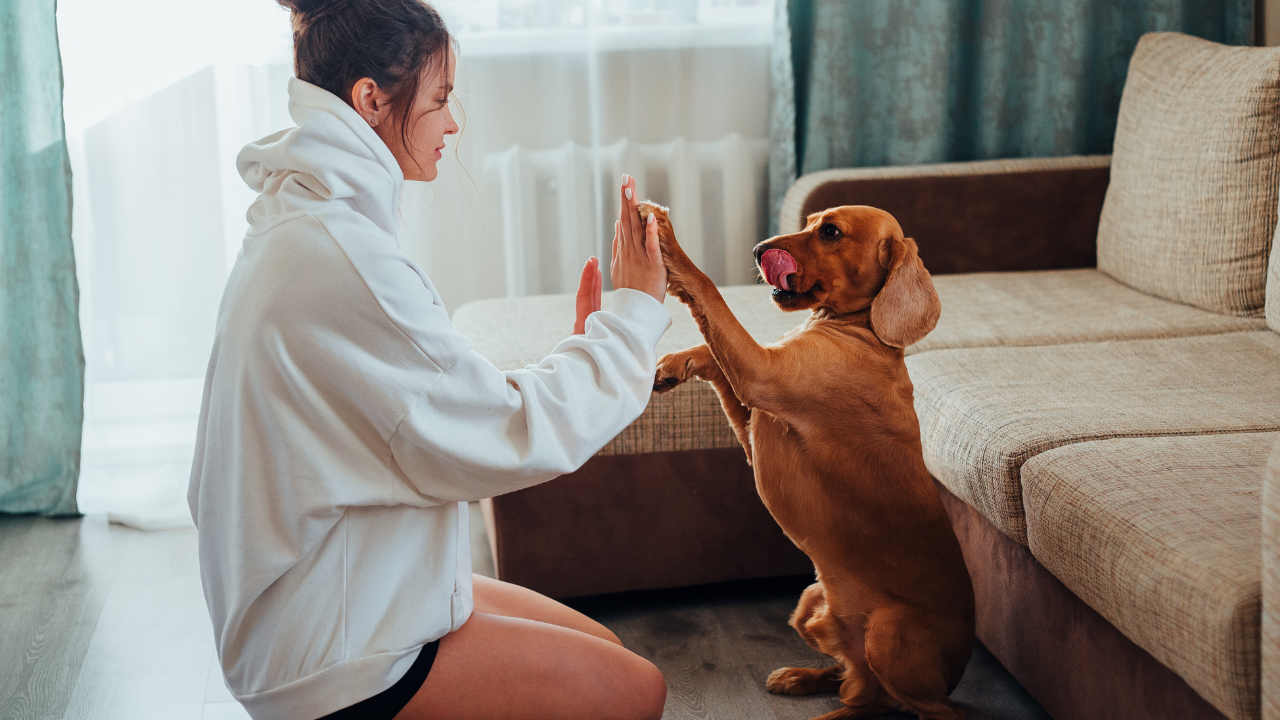 sahibiyle selamlaşan bir köpek