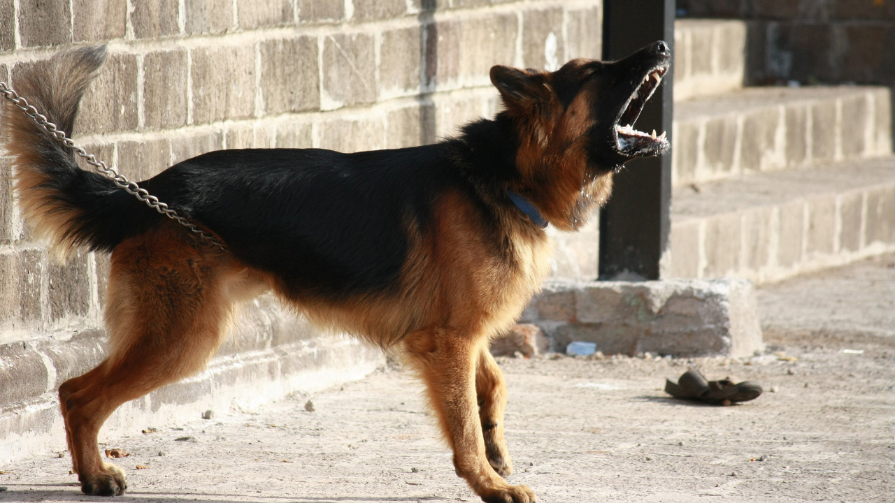 havlayan alman çoban köpeği