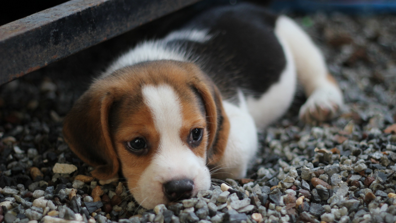 Bir çakıl üzerinde uzanan bir beagle yavrusu.