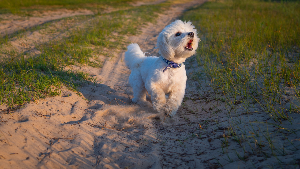 Beyaz köpek toprak yolda, havlıyor