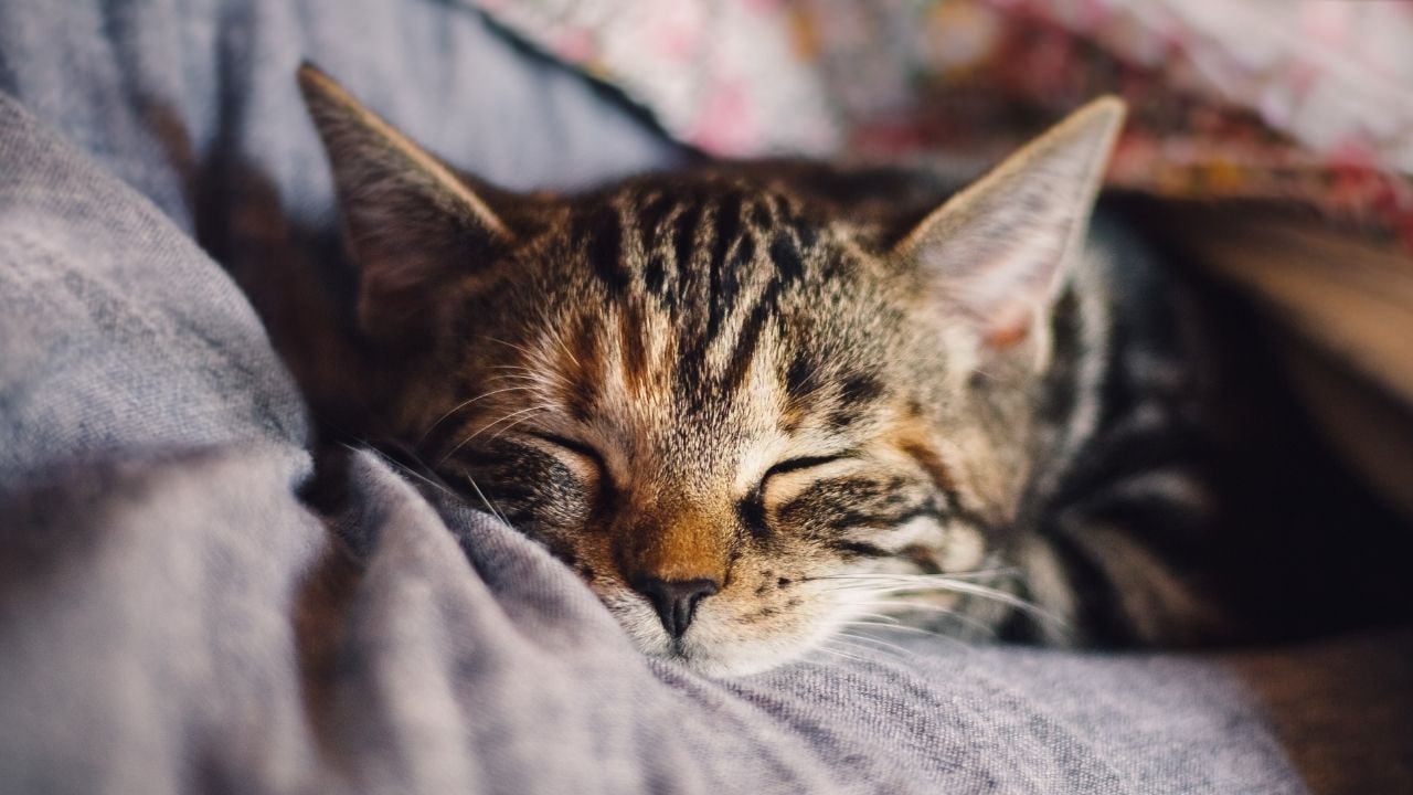 Hipotermi geçiren kedi yatağın üzerinde uyuyor