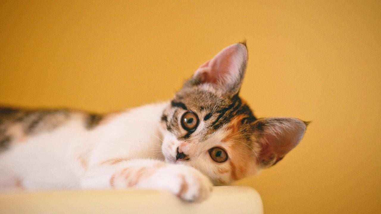 Beyaz bir masanın üzerinde uzanan bir kedi.
