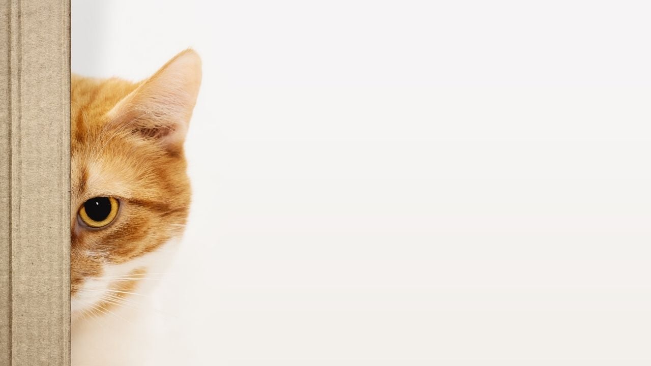 Bir sarman kedi stresli bir şekilde ahşap bir kapının arkasından bakıyor.