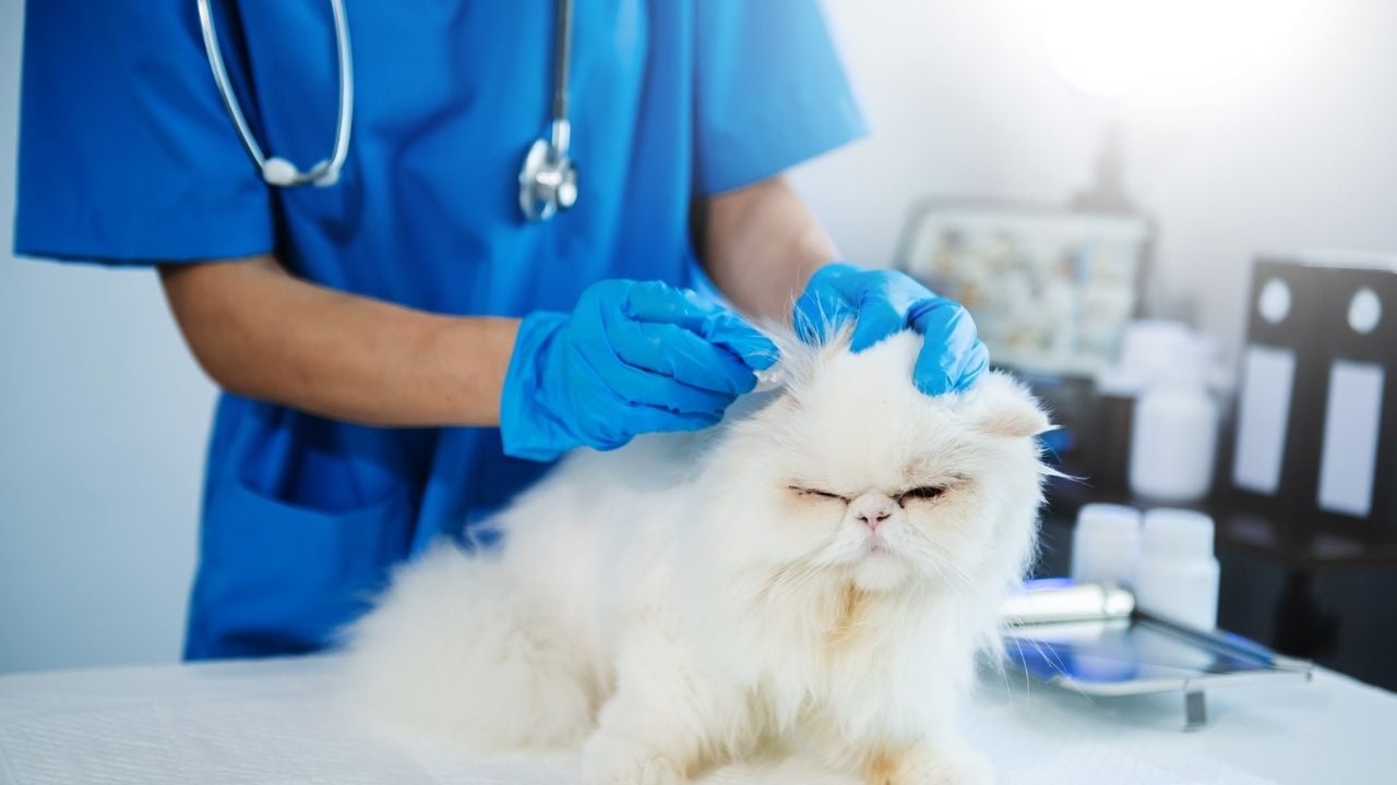 Veteriner, masada beyaz bir kedi muayene ediyor.