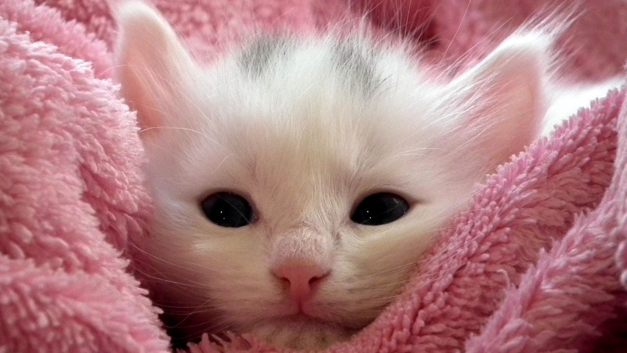 Beyaz bir yavru kedi, pembe bir battaniyenin üzerinde uzanmış durumda.