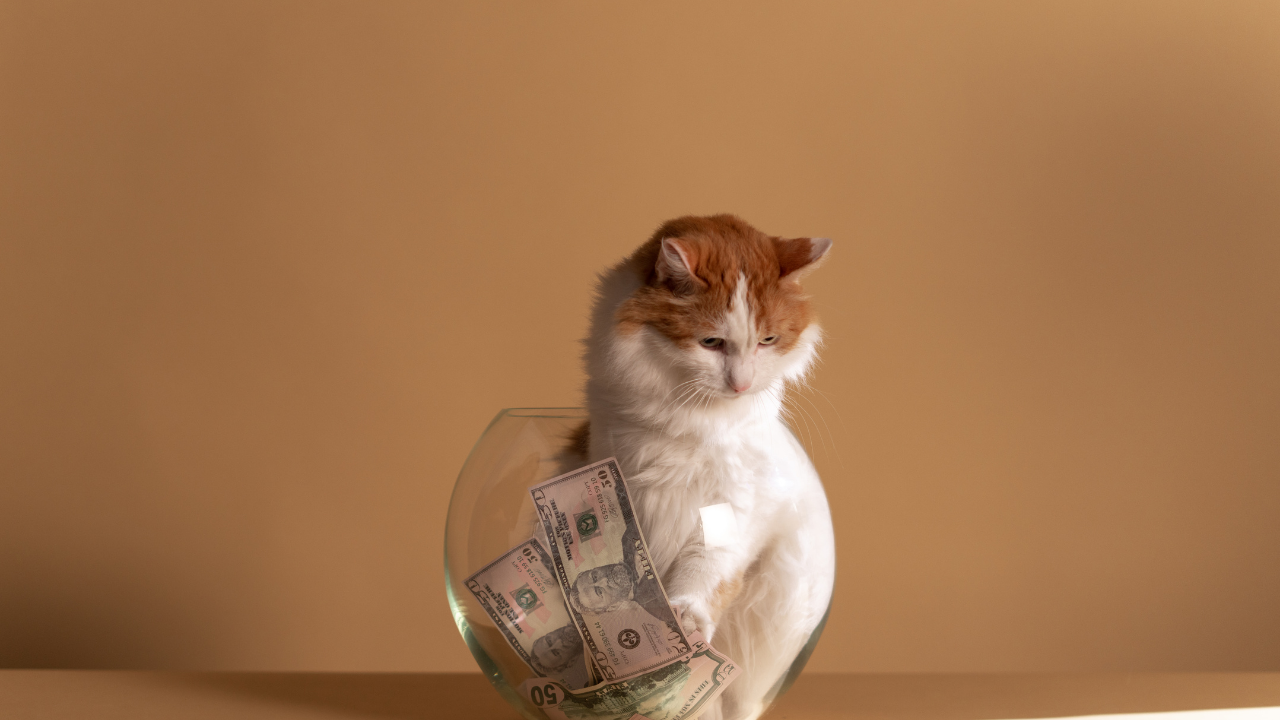 Bir kedi, para dolu bir cam kase içinde oturuyor.