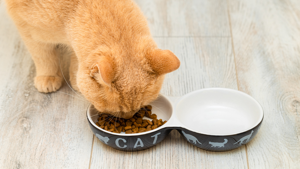 Bir kedinin, kedi maması yeme anı