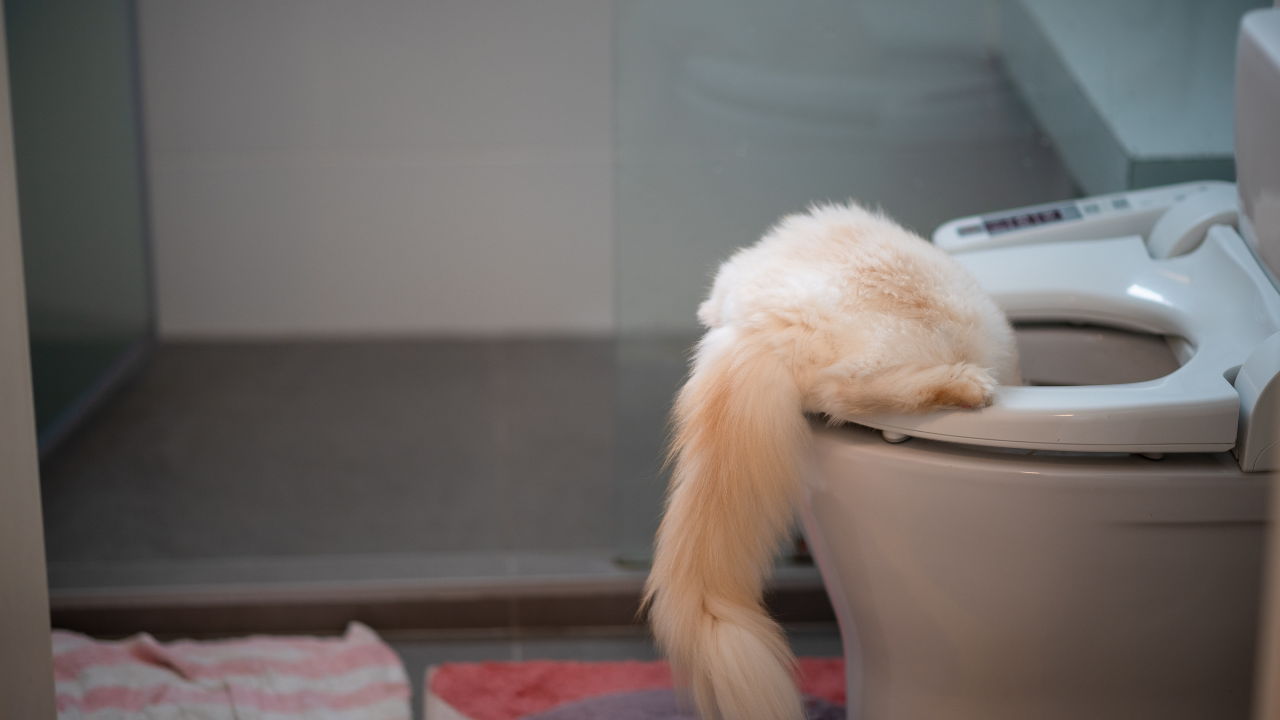tuvalete giren kedi