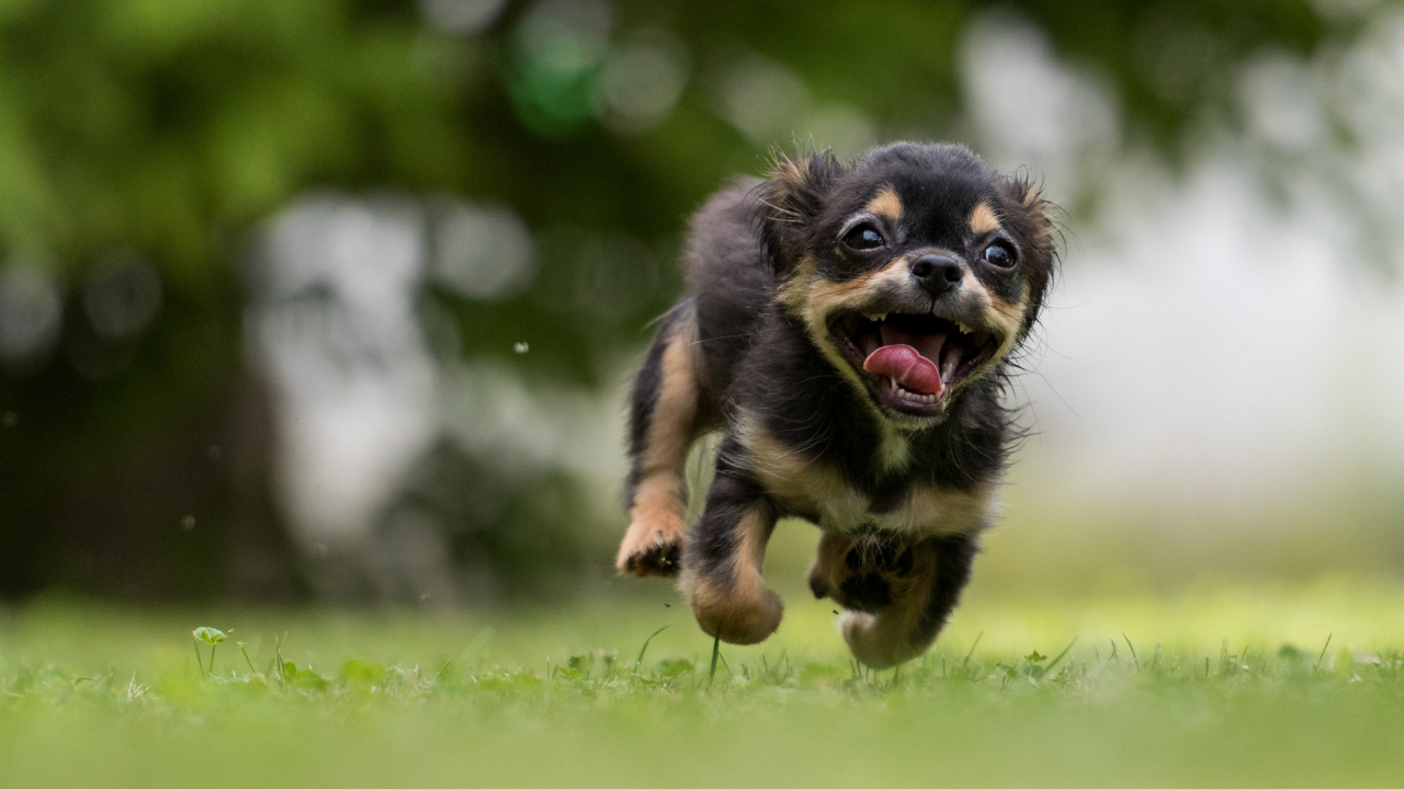 koşarken gülen köpek