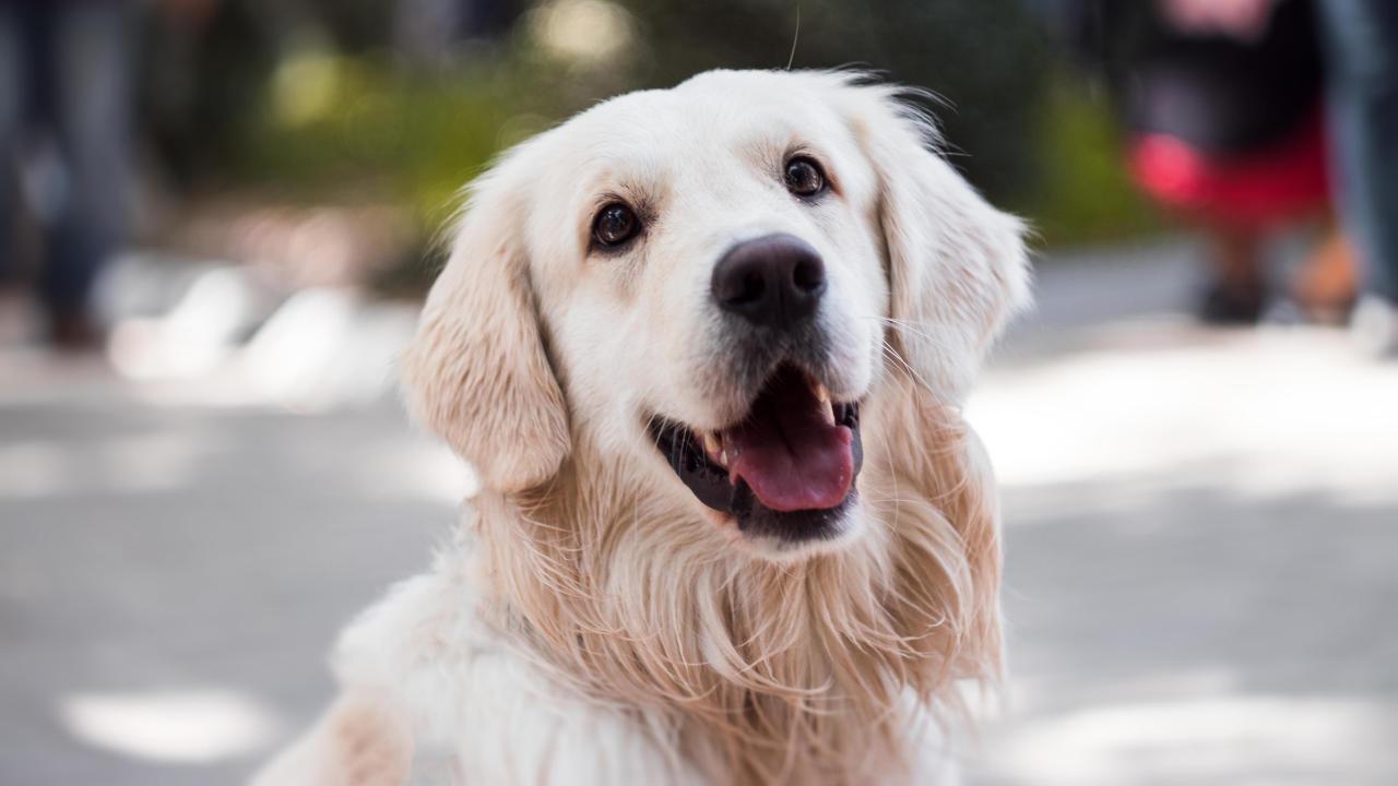 mutlu bir beyaz köpek