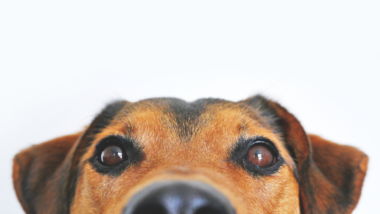 meraklı köpeğin gözleri ve kulakları görünüyor