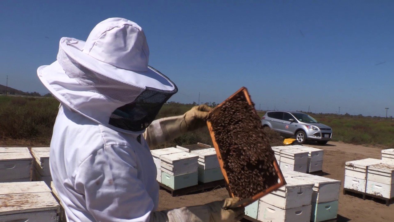 Live Honey Bee Removal: A Compassionate Approach to Coexistence