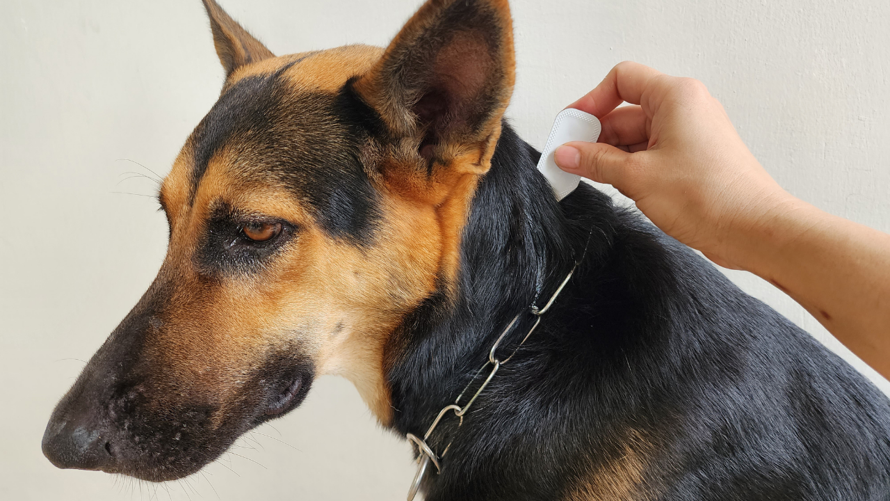 köpeğe pire testi yapılıyor