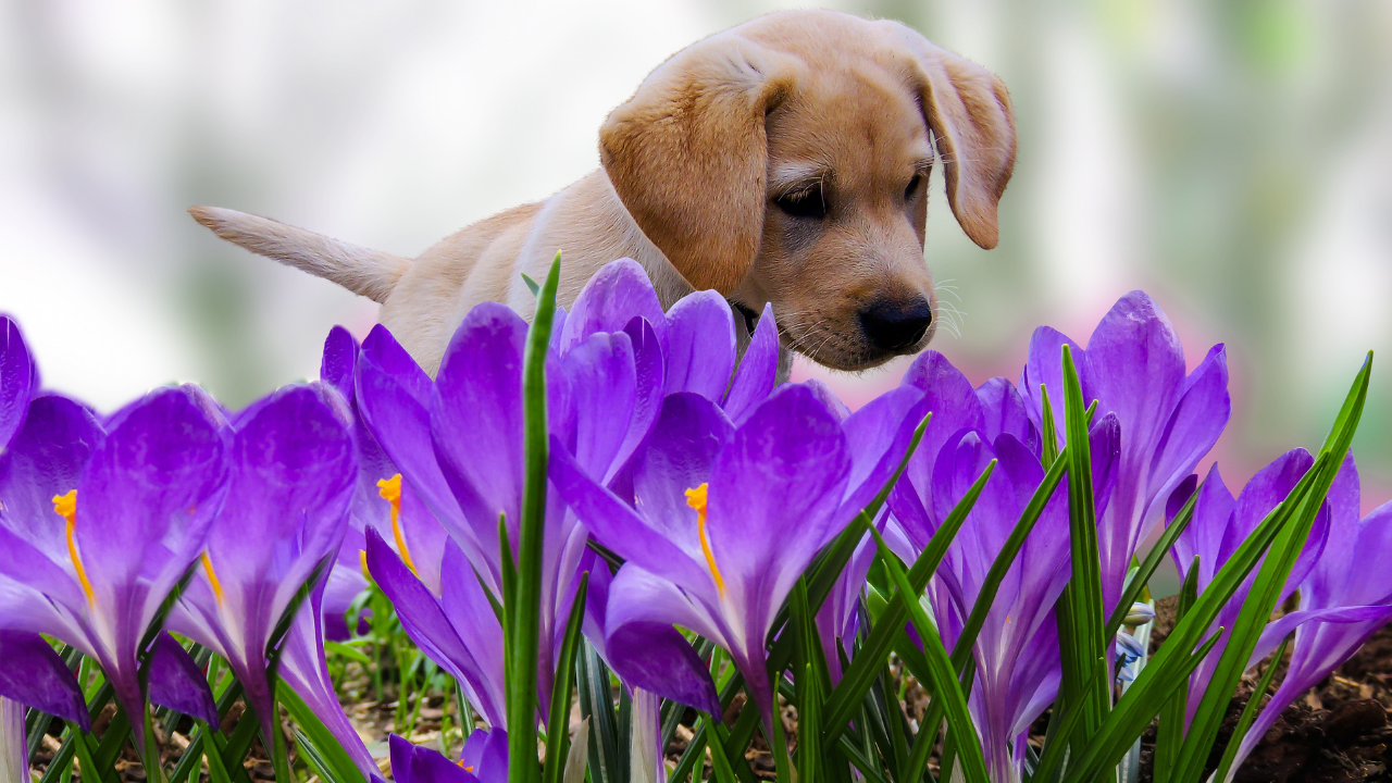mevsimsel alerjinin yoğun olduğu bahar ayında bir köpek