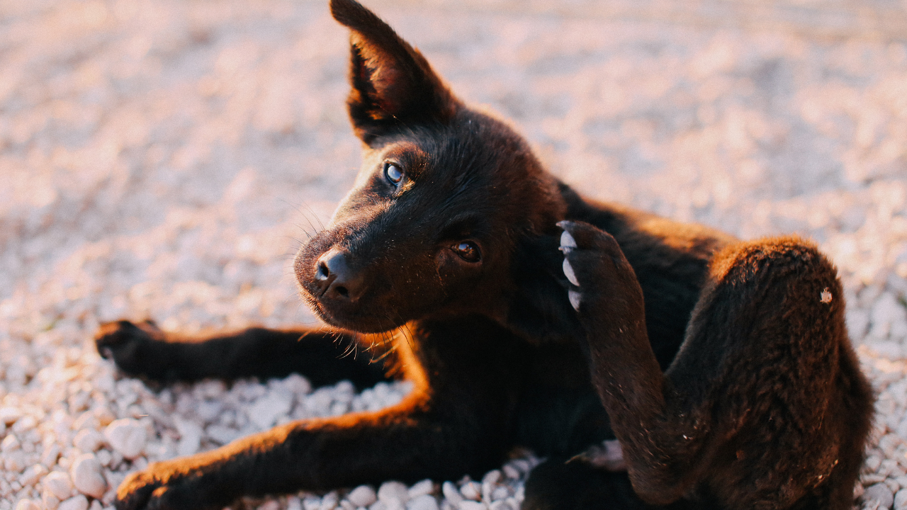 kaşınan bir yavru köpek