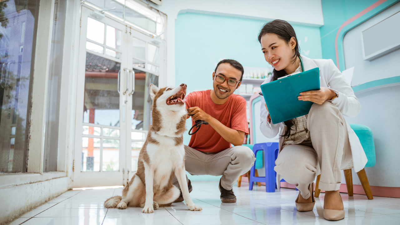 veteriner hekim ziyaretinde bir köpek