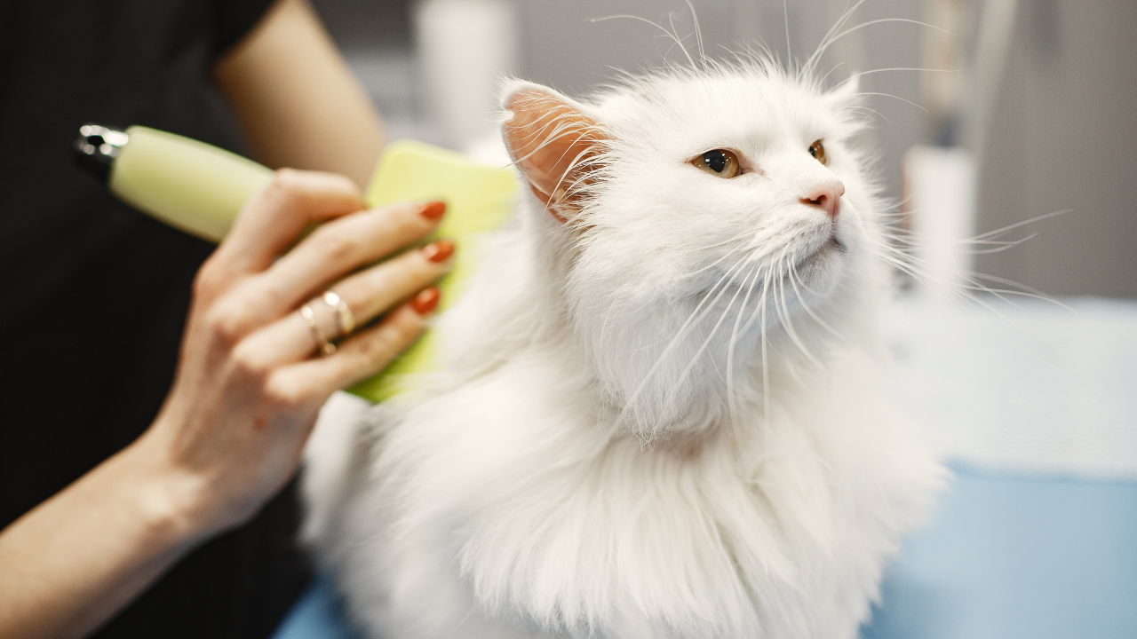 tüyleri taranan beyaz bir kedi