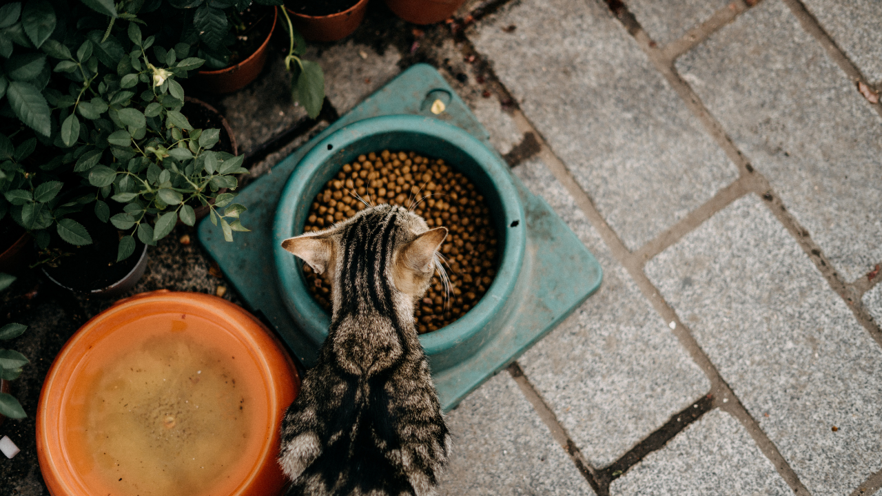 kedi mama kabından yemek yiyor