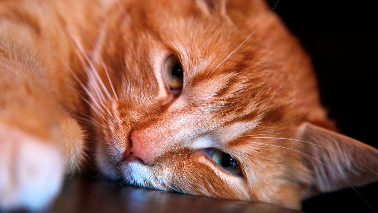 depresyonda bir kedi