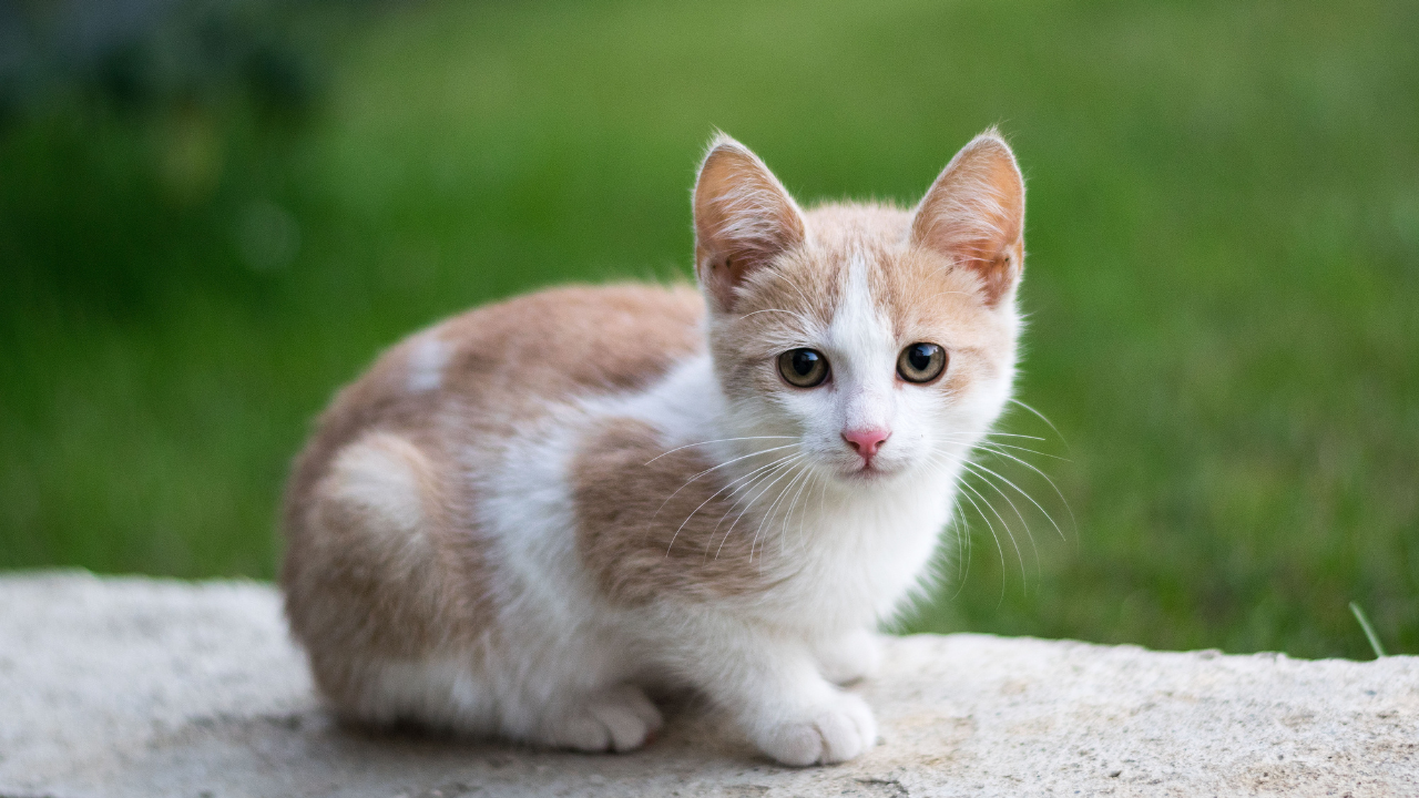 sevimli bir yavru kedi